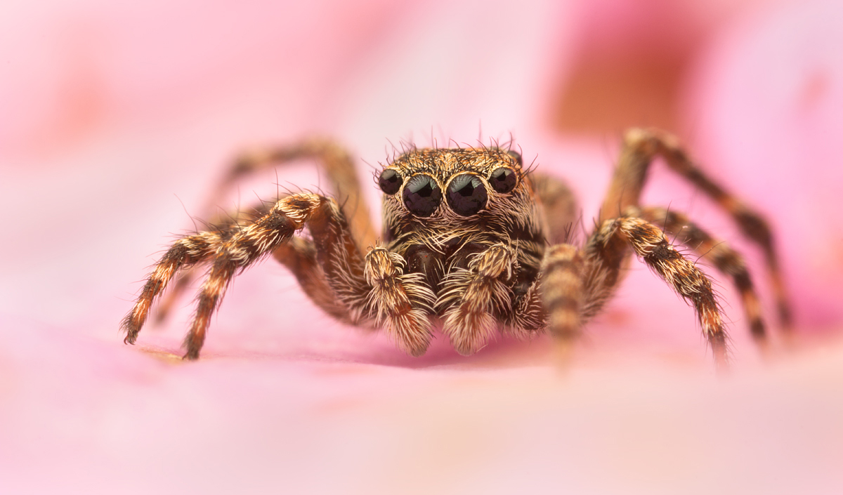 Jumping Spider - Sitticus pubescens 6